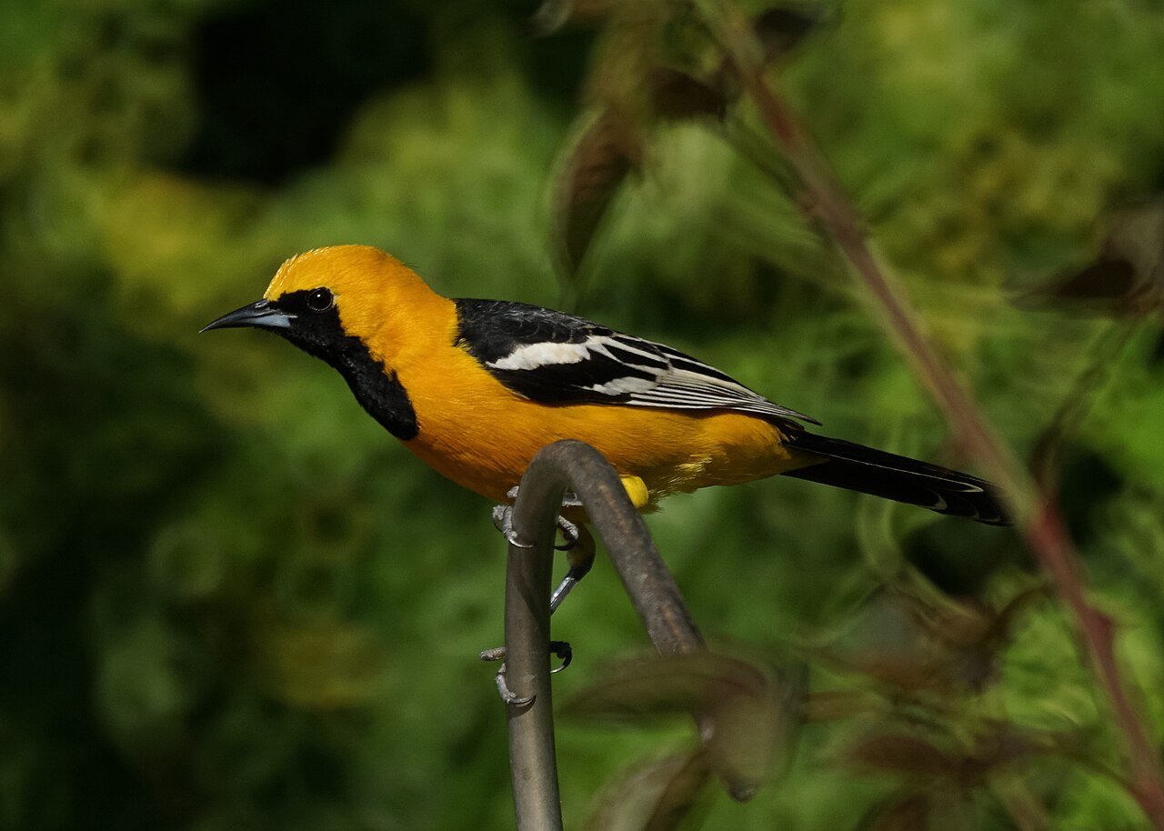 Maskertroepiaal (Icterus cucullatus)