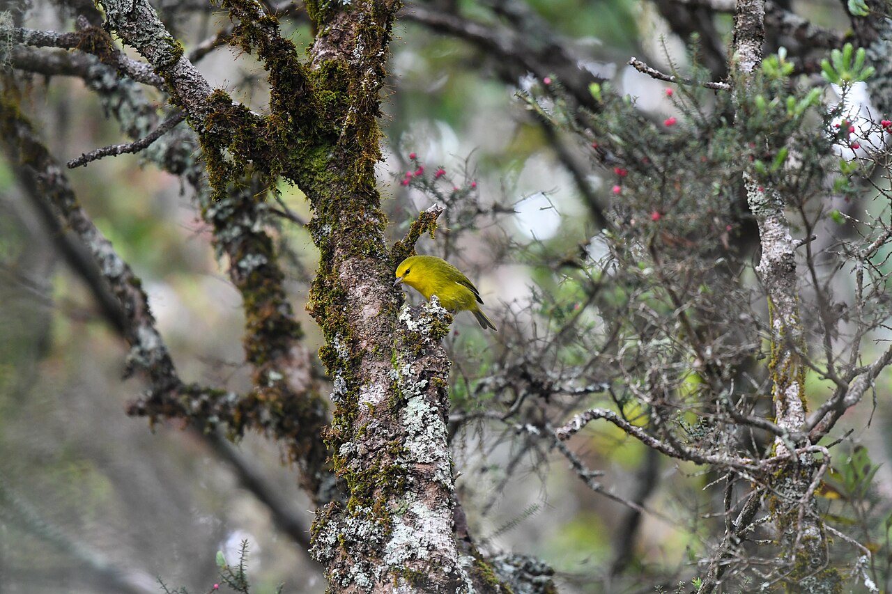 Maui Alauahio (Paroreomyza montana)