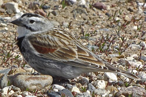 McCowns IJsgors (Rhynchophanes mccownii)