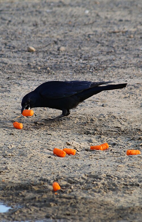 Mexicaanse kraai (Corvus imparatus)