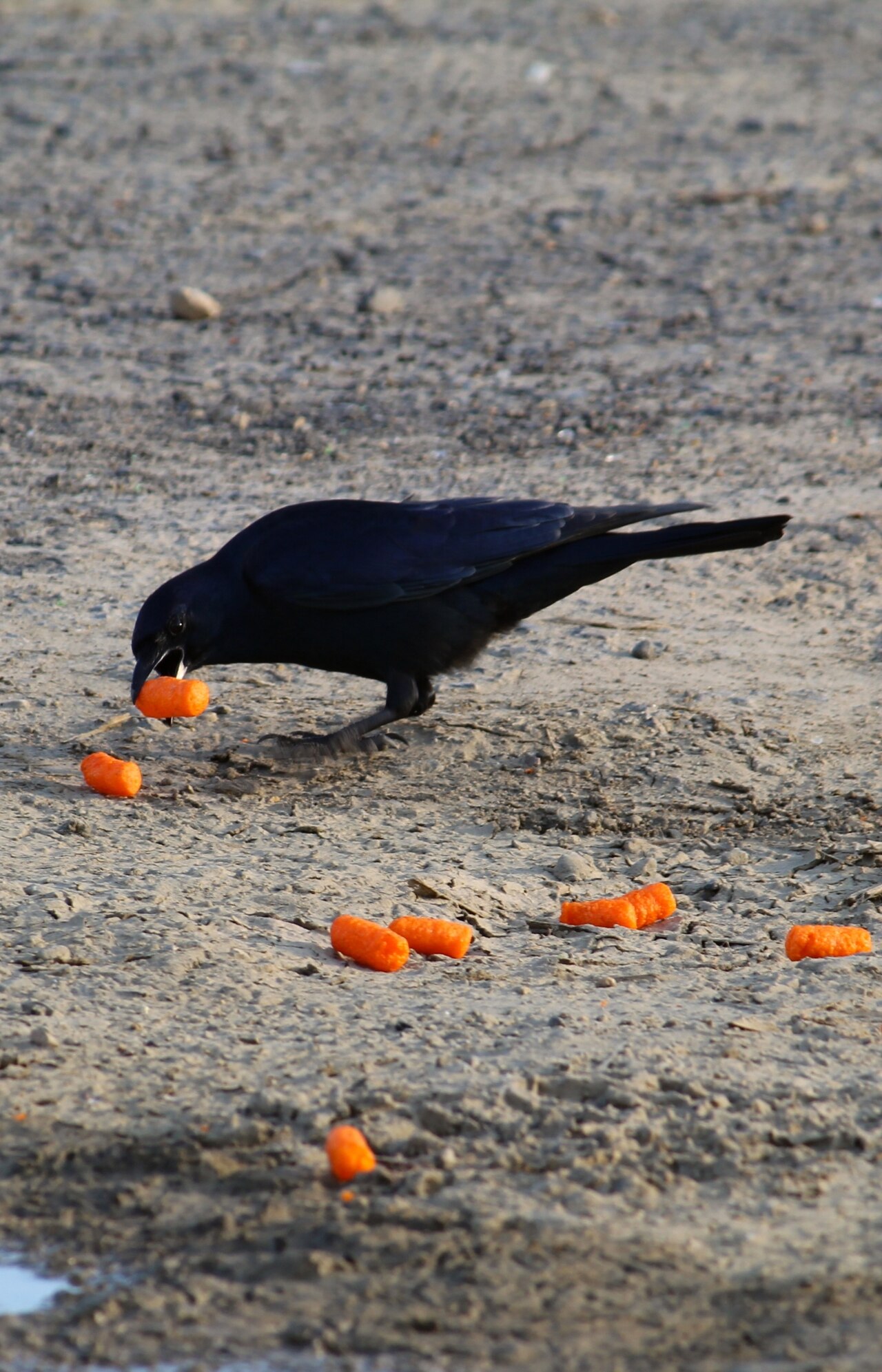 Cuervo de Tamaulipas (Corvus imparatus)