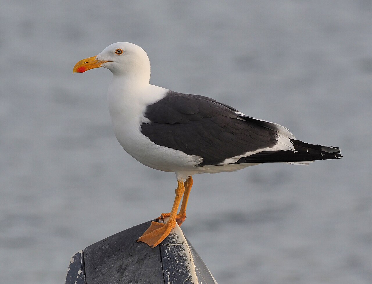Mexicaanse meeuw (Larus livens)