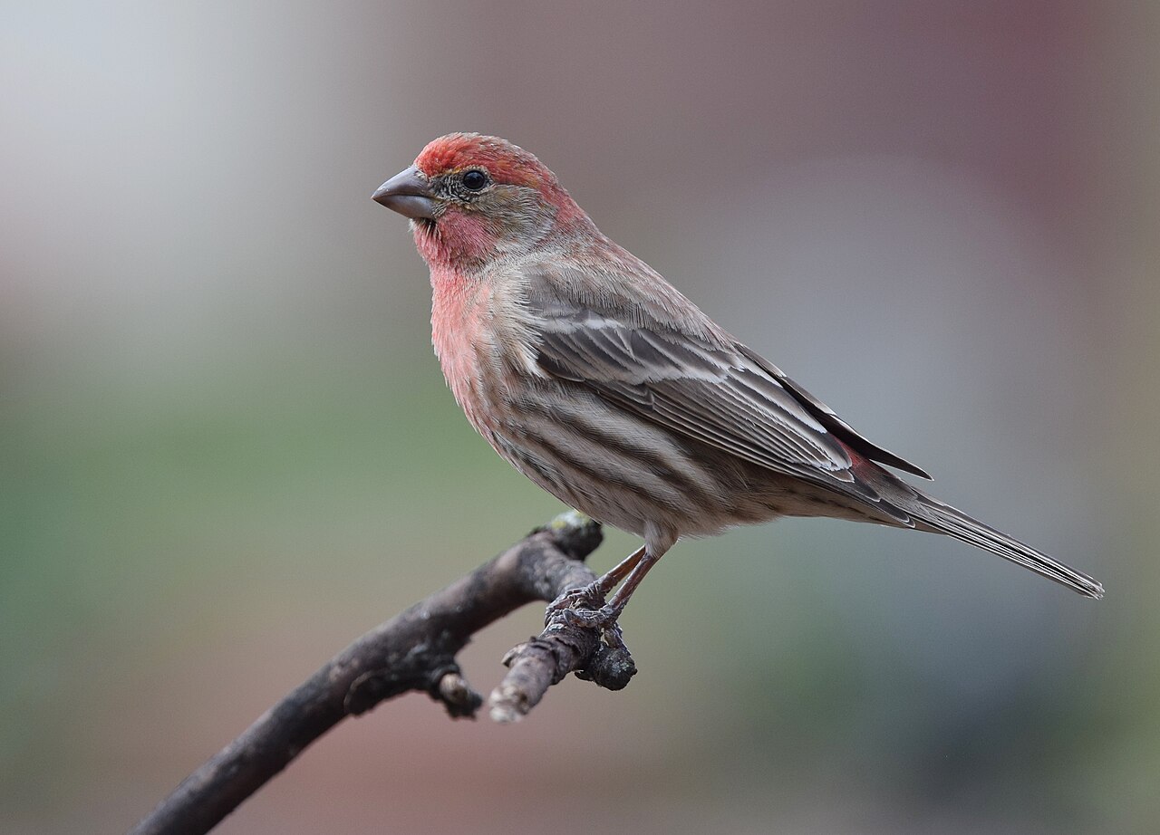 House Finch (Haemorhous mexicanus)