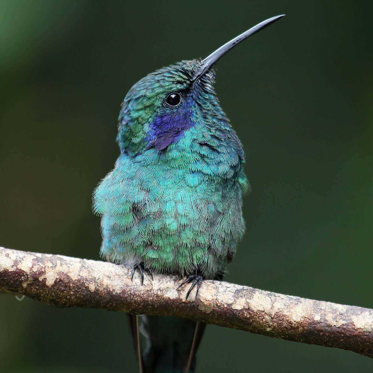 Mexican Violetear (Colibri thalassinus)