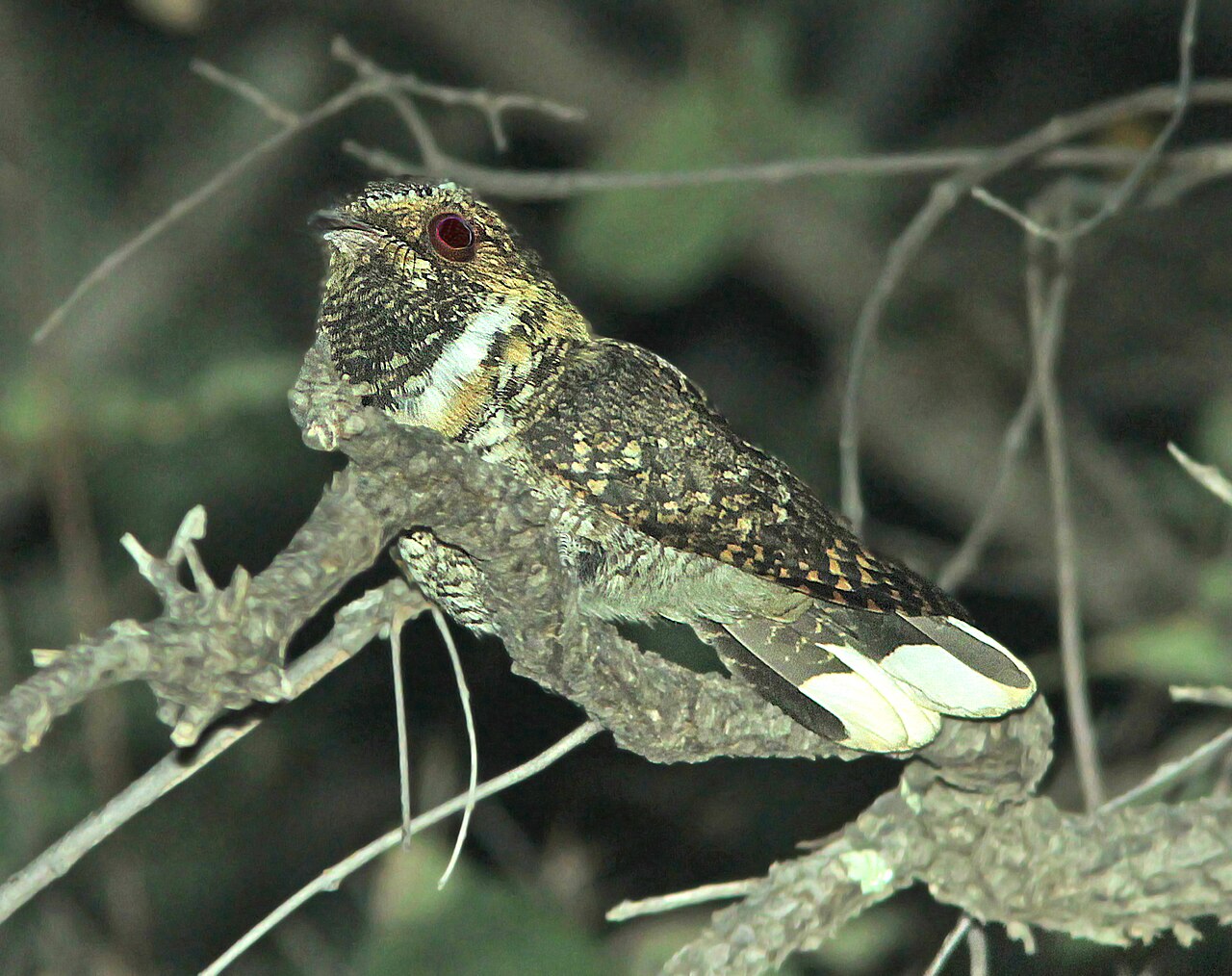 Chotacabras Cuerporruín Mexicano (Antrostomus arizonae)