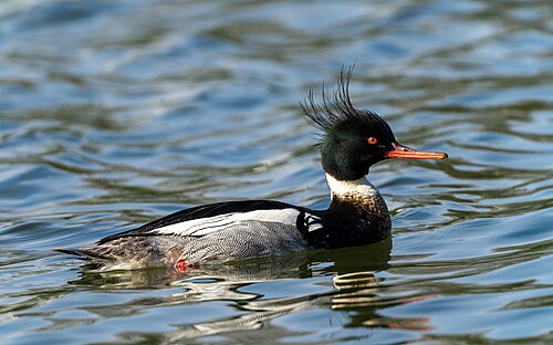 Middelste zaagbek (Mergus serrator)
