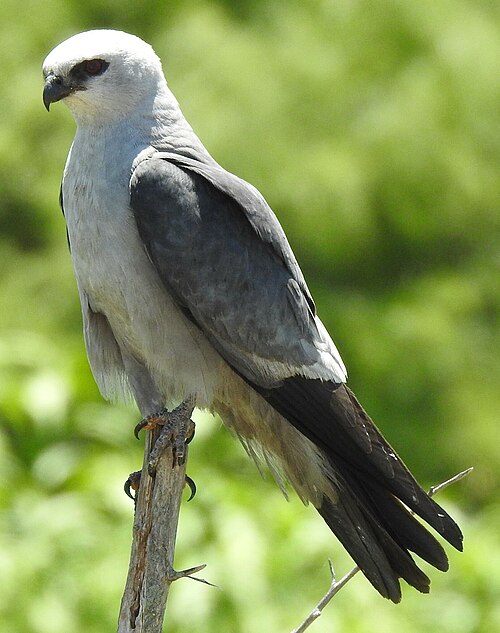 Mississippiwouw (Ictinia mississippiensis)