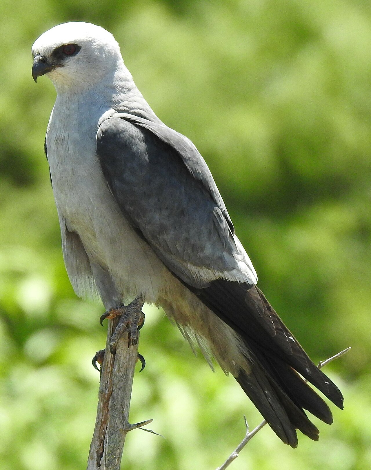 Elanio de Mississippi (Ictinia mississippiensis)