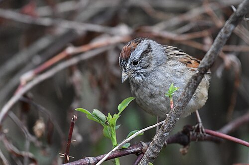 Moerasgors (Melospiza georgiana)