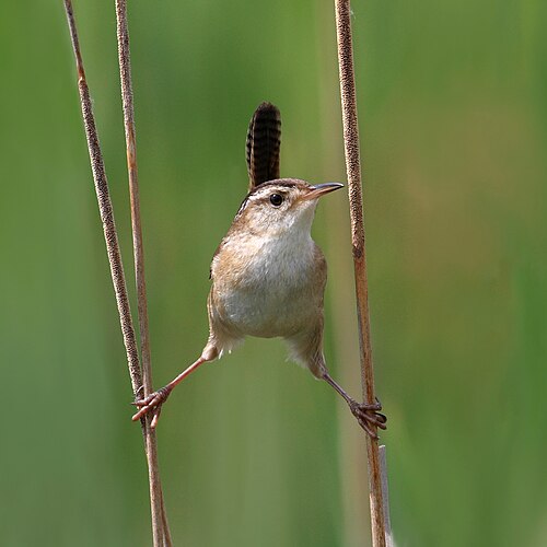 Moeraswinterkoning (Cistothorus palustris)
