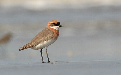 Mongoolse Plevier (Anarhynchus mongolus)