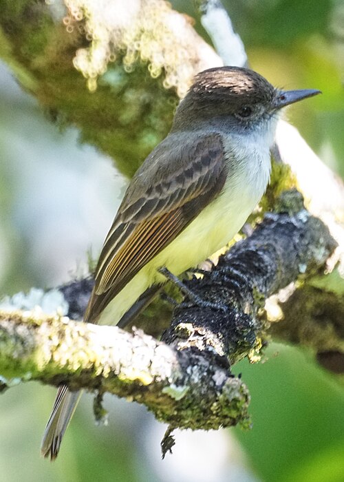 Monnikskaptiran (Myiarchus tuberculifer)