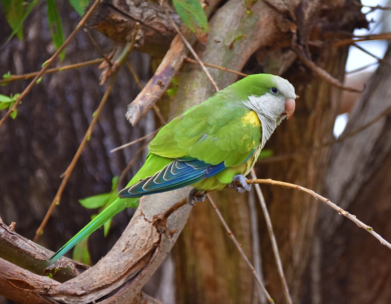 Monk Parakeet (Myiopsitta monachus)