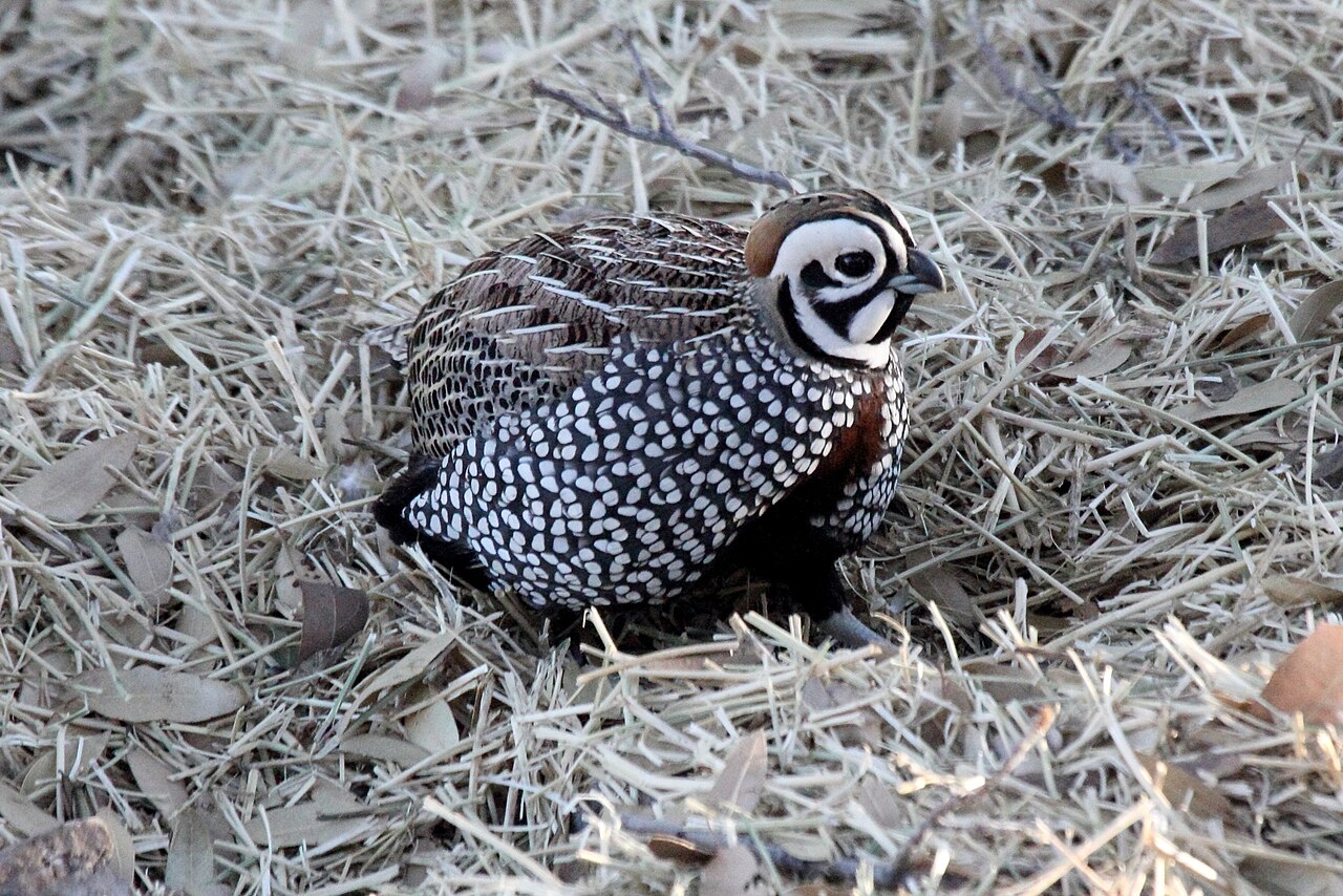 Montezuma Quail (Cyrtonyx montezumae)