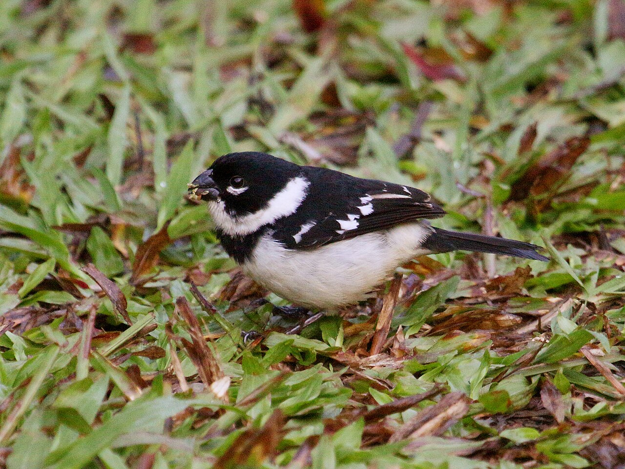 Semillero cuelliblanco (Sporophila morelleti)