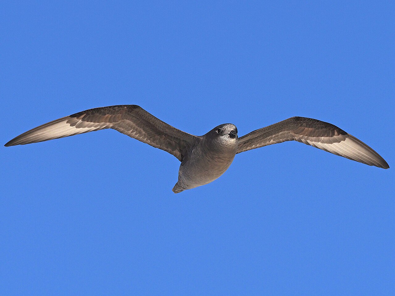 Murphy-stormvogel (Pterodroma ultima)