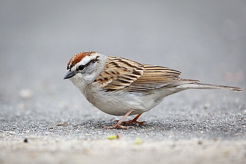 Musgors (Spizella passerina)