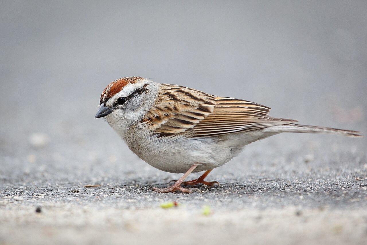 Chimbito común (Spizella passerina)