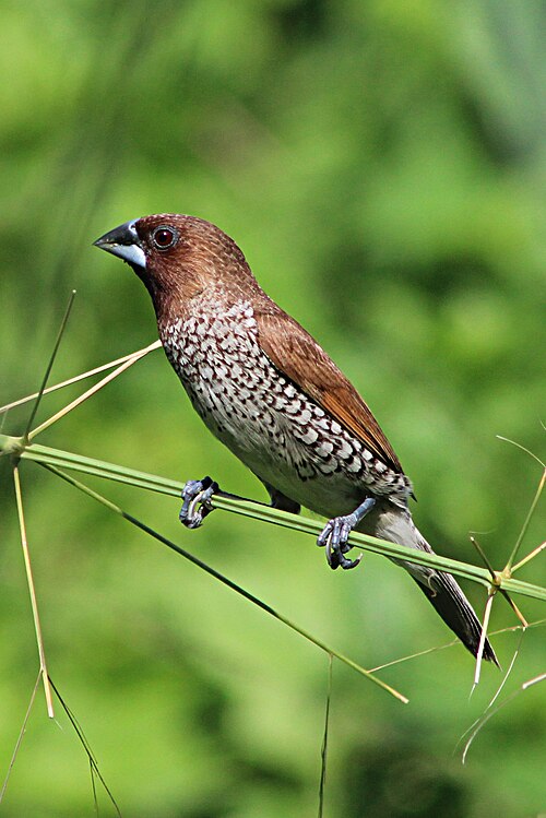 Muskaatvink (Lonchura punctulata)