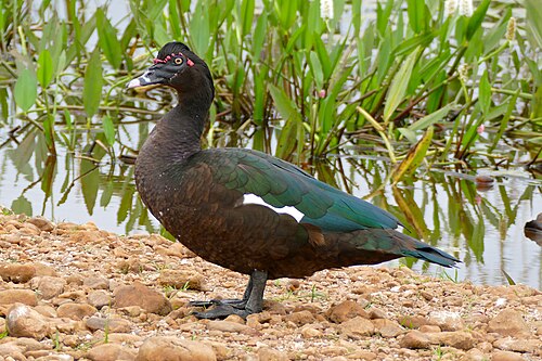 Muskuseend (Cairina moschata)