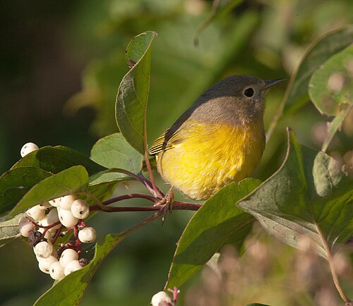Nashvillezanger (Leiothlypis ruficapilla)