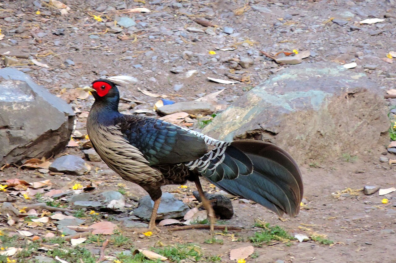 Nepalfazant (Lophura leucomelanos)