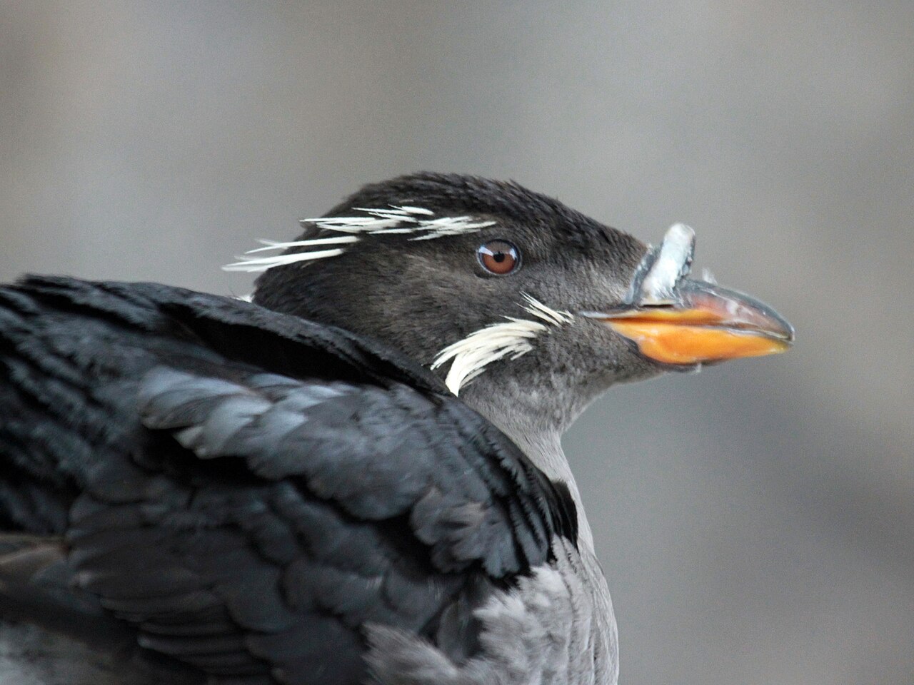 Alca unicórnea (Cerorhinca monocerata)