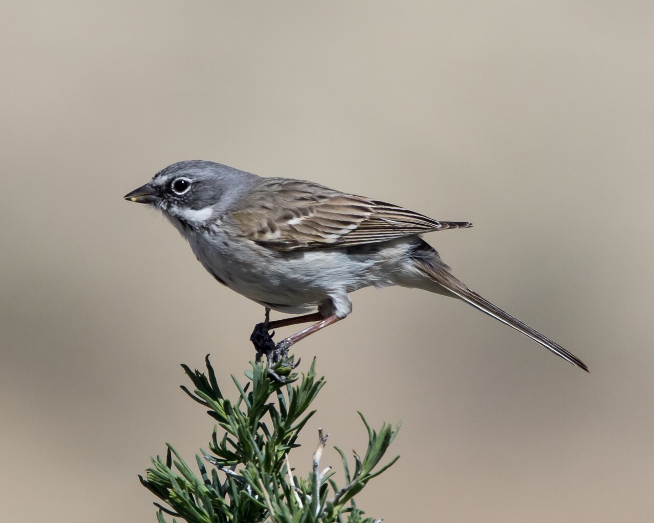 Chingolo de Nevada (Artemisiospiza nevadensis)