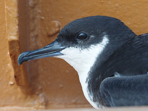 Newells pijlstormvogel (Puffinus newelli)