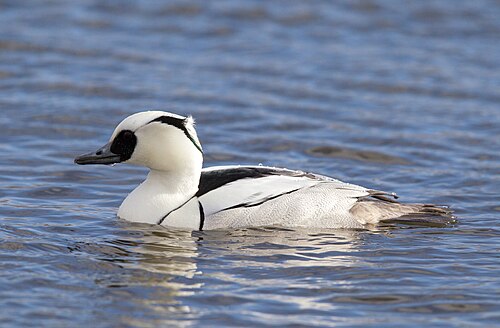 Nonnetje (Mergellus albellus)