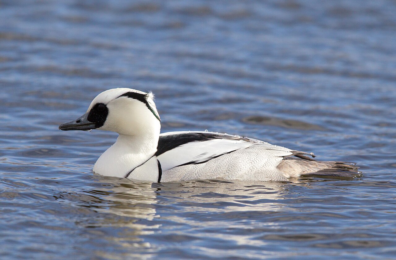 Nonnetje (Mergellus albellus)
