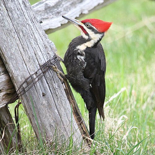Noord-Amerikaanse helmspecht (Dryocopus pileatus)