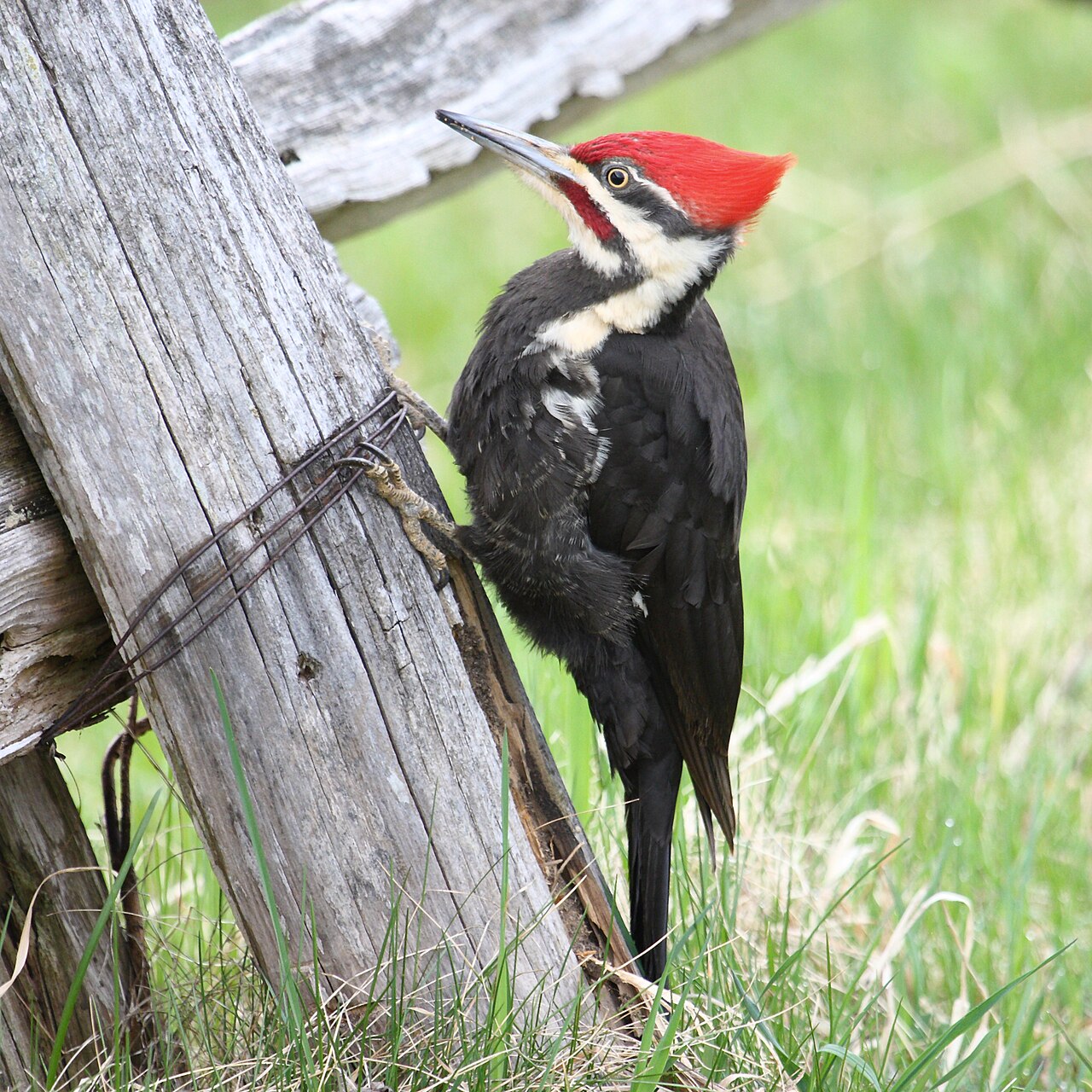 Noord-Amerikaanse helmspecht (Dryocopus pileatus)
