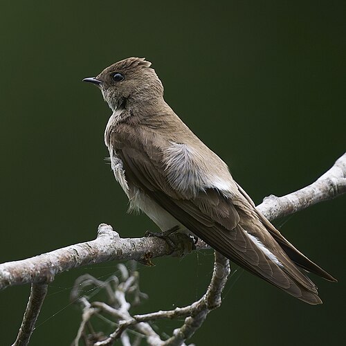 Noord-Amerikaanse Ruwvleugelzwaluw (Stelgidopteryx serripennis)