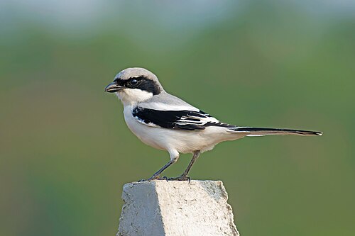 Noordelijke klapekster (Lanius borealis)