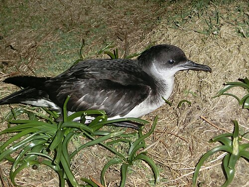 Noordse pijlstormvogel (Puffinus puffinus)