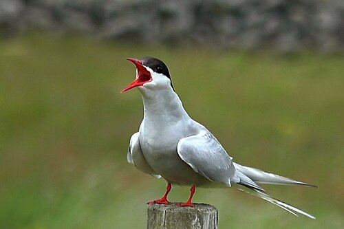Noordse stern (Sterna paradisaea)