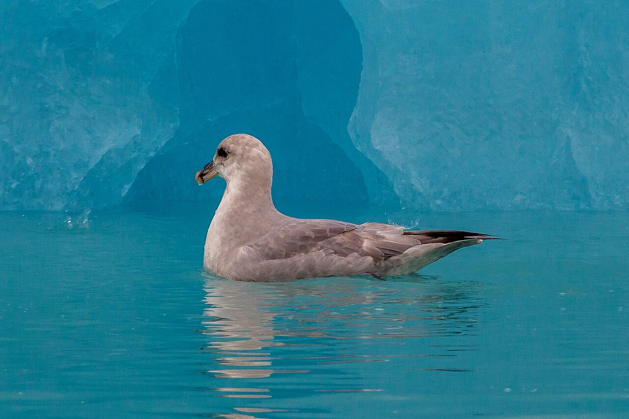 Noordse stormvogel (Fulmarus glacialis)