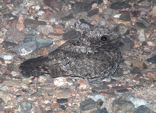 Nuttalls nachtzwaluw (Phalaenoptilus nuttallii)
