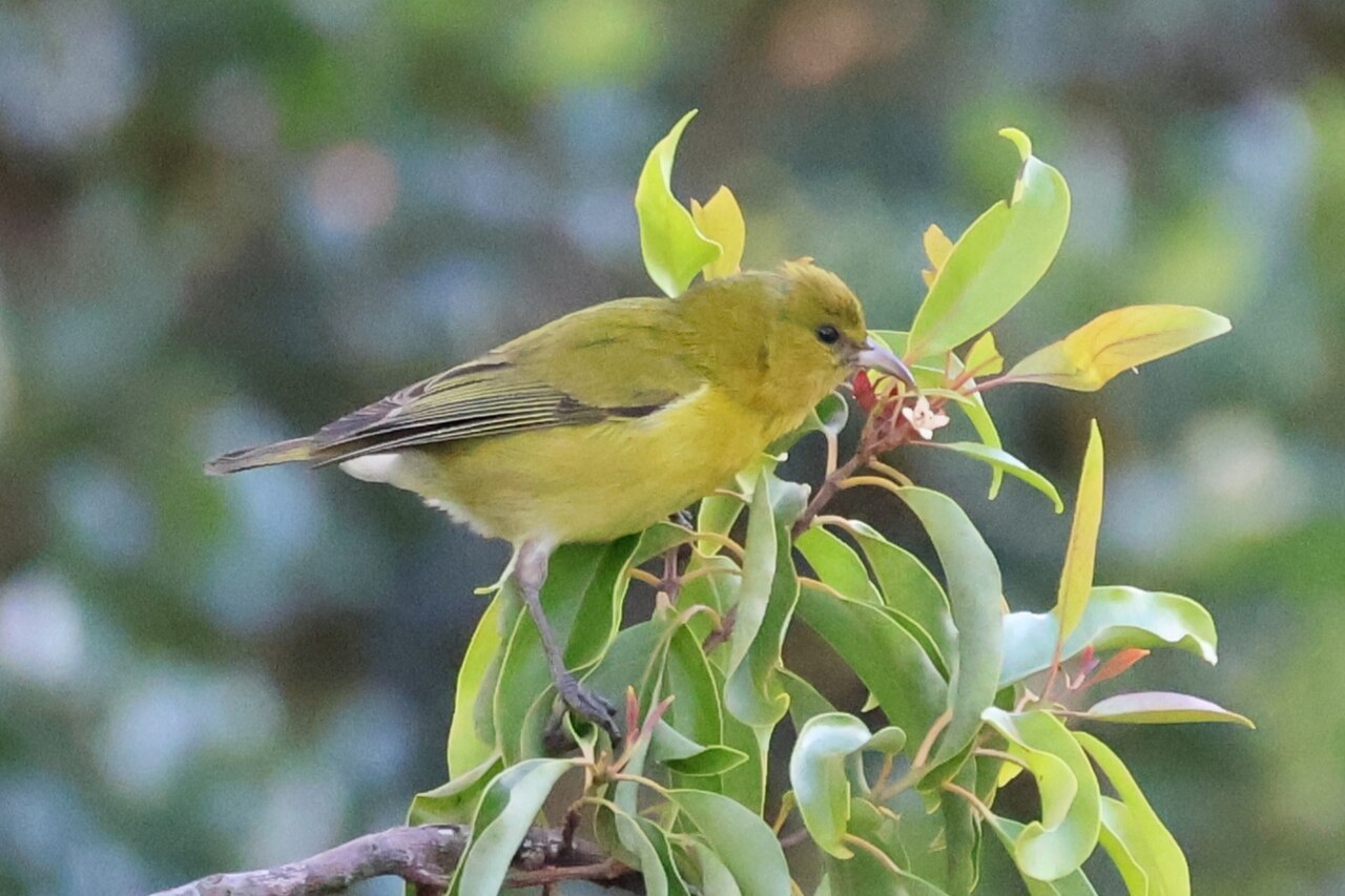 Oahu-amakihi (Chlorodrepanis flava)