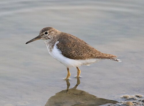 Oeverloper (Actitis hypoleucos)