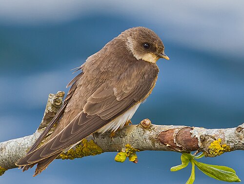 Oeverzwaluw (Riparia riparia)