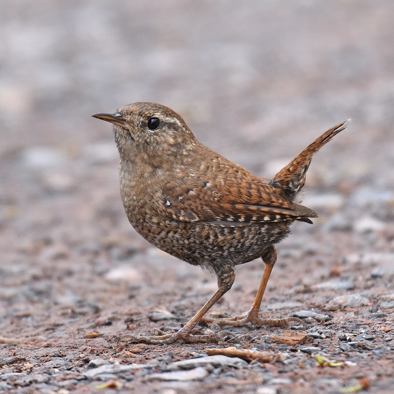 Winter Wren (Troglodytes hiemalis)