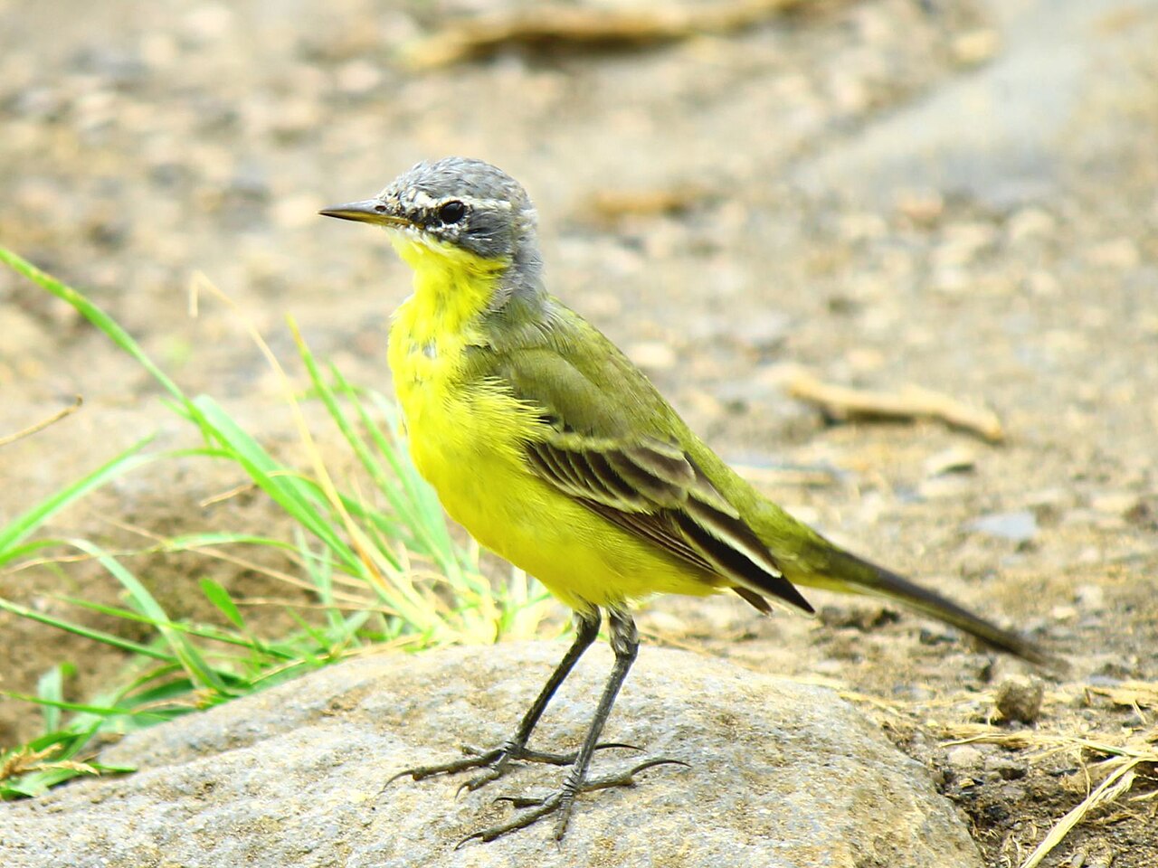 Eastern Yellow Wagtail (Motacilla tschutschensis)