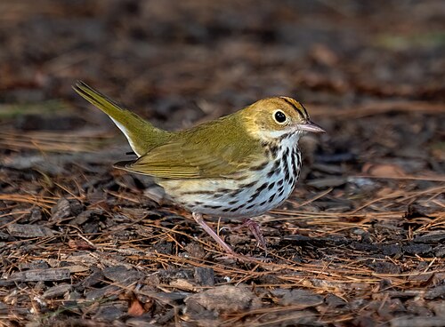 Ovenvogel (Seiurus aurocapilla)