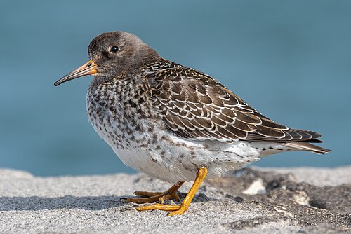 Paarse strandloper (Calidris maritima)