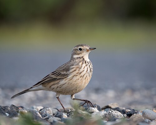 Pacifische waterpieper (Anthus rubescens)
