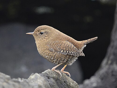 Pacifische Winterkoning (Troglodytes pacificus)