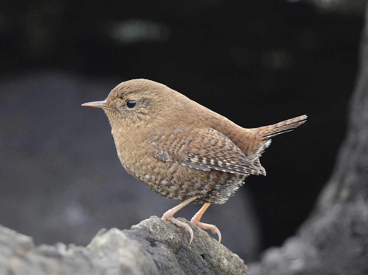Chochín del Pacífico (Troglodytes pacificus)