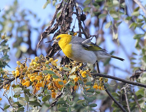 Palila (Loxioides bailleui)